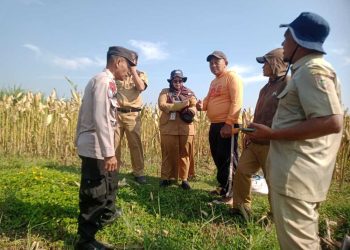 Jagung Melimpah, Polsek Ampel Dukung Swasembada Pangan Lewat Panen Raya