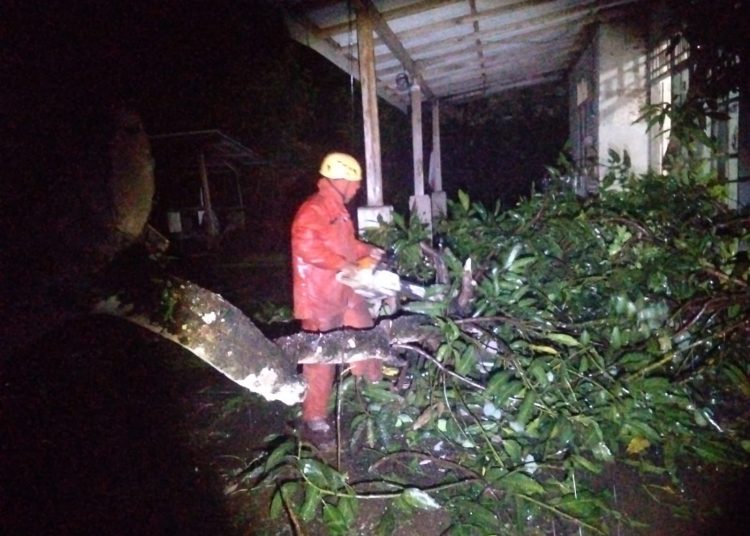 Diterpa Angin Kencang, Pohon Besar di Magetan Tumbang Hantam Rumah Warga Bulukerto