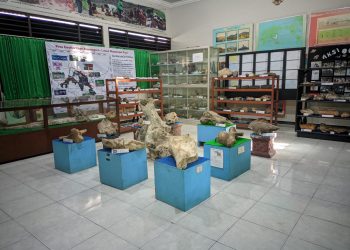 Unik! SD di Bojonegoro Punya Museum Fosil Buatan Guru Sendiri