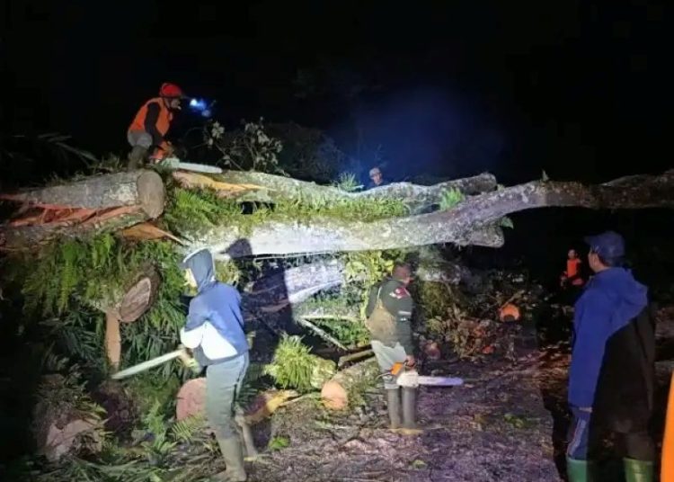 Pohon Raksasa Tumbang di Kota Batu, Arus Lalin Macet Total