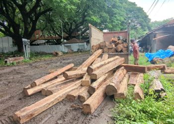 Tiga Pelaku Pembalakan Liar Ditangkap, Perhutani Madiun dan Polres Sita 55 Batang Kayu Jati