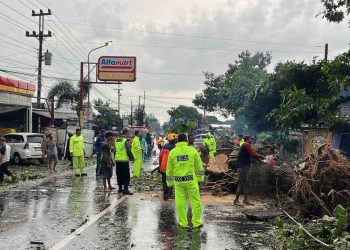 Pohon Besar Tumbang di Jalan Boyolali-Klaten, Timpa Mobil dan Gerobak Pedagang