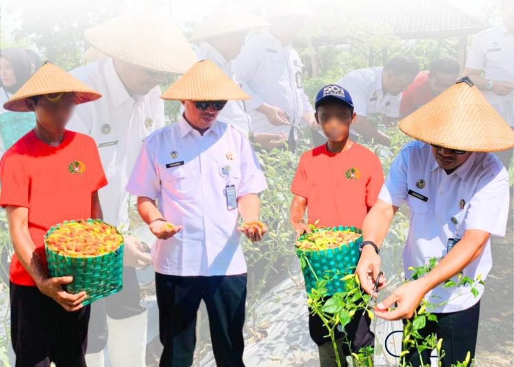 Lapas Wonogiri Panen Cabai, Wujudkan Pemberdayaan Warga Binaan dan Dukung Ketahanan Pangan