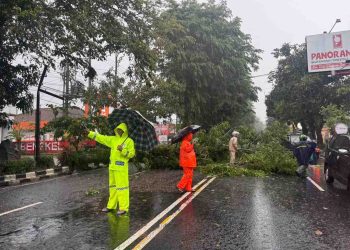 Hujan Disertai Angin Kencang di Boyolali, Sejumlah Pohon Tumbang Tutupi Jalan Pandanaran