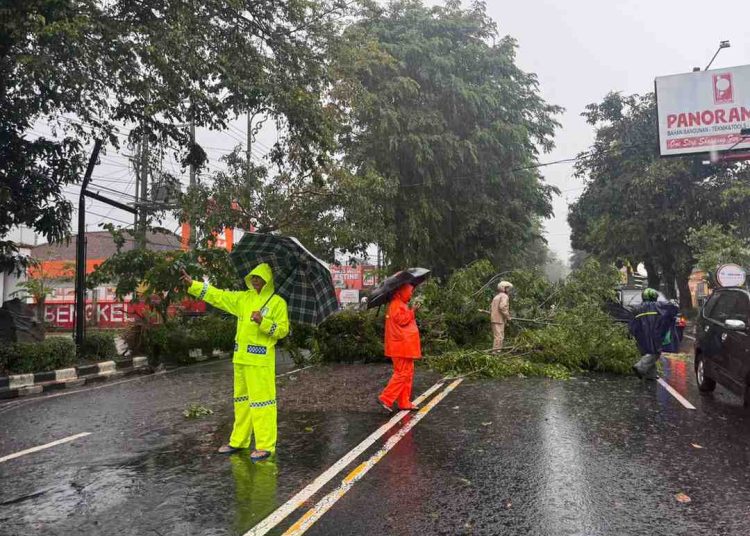 Hujan Disertai Angin Kencang di Boyolali, Sejumlah Pohon Tumbang Tutupi Jalan Pandanaran