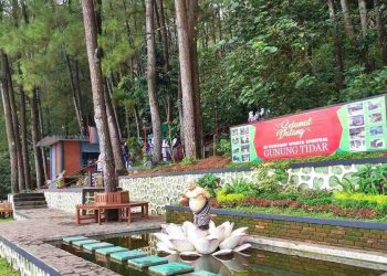 Angin Kencang Tumbangkan Dua Pinus di Gunung Tidar, Satu Pengunjung Tewas