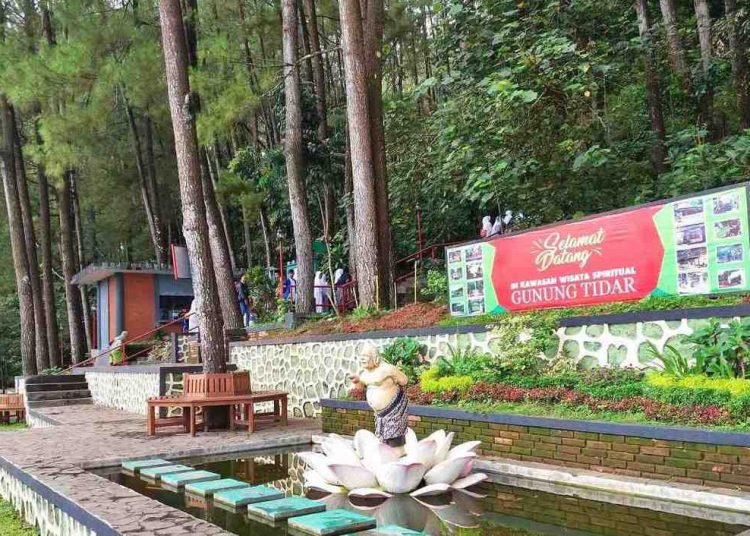Angin Kencang Tumbangkan Dua Pinus di Gunung Tidar, Satu Pengunjung Tewas