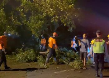 Pohon Tumbang Tutup Jalur Wonogiri-Ponorogo, Polisi Bergerak Cepat Pulihkan Akses Jalan