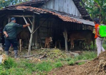 Kasus PMK di Bojonegoro Naik, 86 Ekor Sapi Terpapar dan Enam Dilaporkan Mati