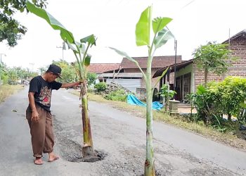 Aksi Tanam Pisang di Jalan Rusak Magetan, Warga Desak Pemkab Percepat Perbaikan Infrastruktur