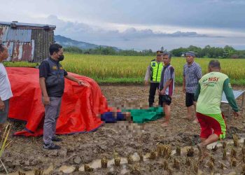 Petani Lansia Meninggal Mendadak Saat Panen Padi di Pracimantoro Wonogiri