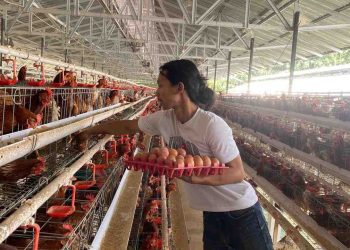 Program Makan Bergizi Gratis Angkat Ekonomi Peternak Telur di Ngawi