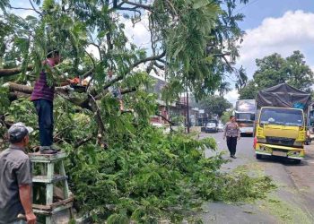 Pohon Tumbang di Kayuloko Wonogiri Sempat Tutup Jalan, Polisi dan BPBD Lakukan Evakuasi