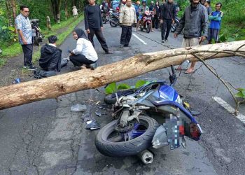 Pengendara Motor Terluka Usai Tabrak Pohon Tumbang di Jalan Solo-Pacitan Wonogiri
