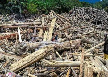 Pemerintah Optimalkan Kayu Hanyutan untuk Huntara dan Pemulihan Pascabencana di Sumatra