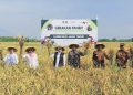 Panen Raya di Balerejo, Khofifah dan Bupati Madiun Genjot Percepatan Tanam Hadapi El Nino 2026