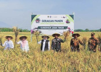 Panen Raya di Balerejo, Khofifah dan Bupati Madiun Genjot Percepatan Tanam Hadapi El Nino 2026