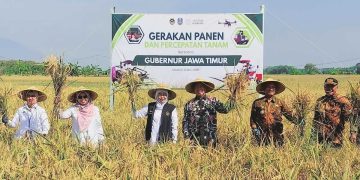 Panen Raya di Balerejo, Khofifah dan Bupati Madiun Genjot Percepatan Tanam Hadapi El Nino 2026