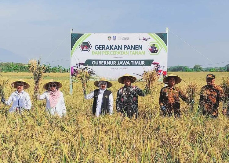 Panen Raya di Balerejo, Khofifah dan Bupati Madiun Genjot Percepatan Tanam Hadapi El Nino 2026