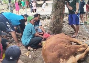 Keluarga Besar Allena Salurkan Hewan Kurban untuk Yatim dan Dhuafa di Kabupaten Madiun