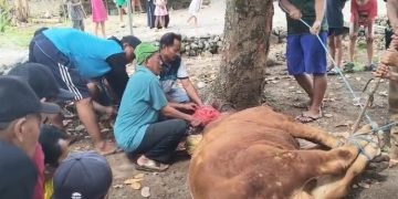 Keluarga Besar Allena Salurkan Hewan Kurban untuk Yatim dan Dhuafa di Kabupaten Madiun