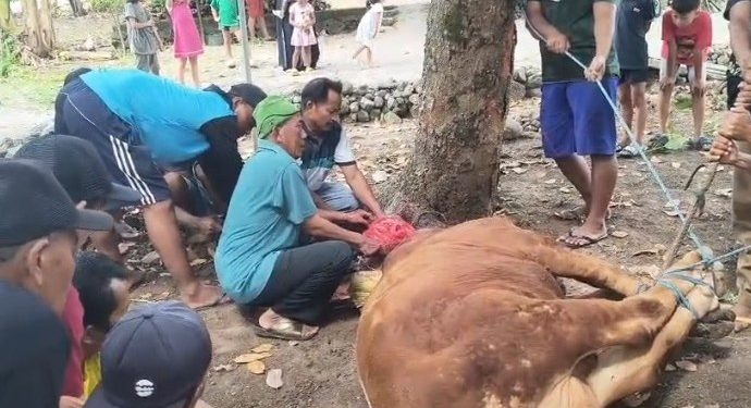 Keluarga Besar Allena Salurkan Hewan Kurban untuk Yatim dan Dhuafa di Kabupaten Madiun