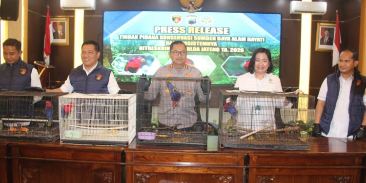 Polda Jateng Bongkar Perdagangan Satwa Dilindungi, 18 Kasturi Kepala Hitam Diselamatkan di Pati