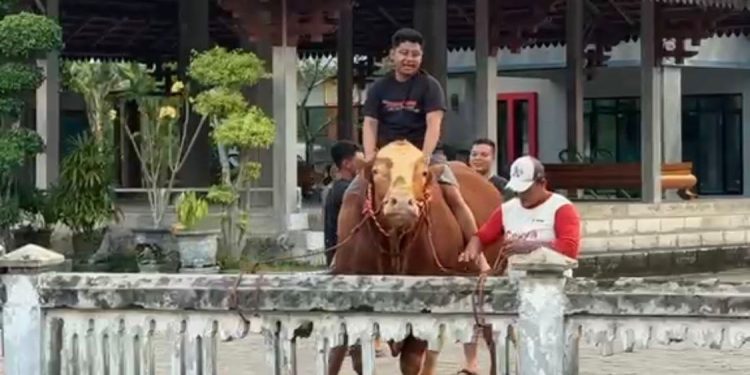 Dari Konten Kreator Jadi Juragan Sapi Kurban, Pemuda Ngawi Raup Pasar hingga Kalangan Artis