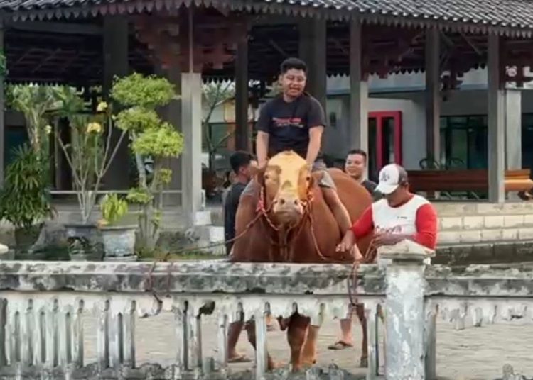 Dari Konten Kreator Jadi Juragan Sapi Kurban, Pemuda Ngawi Raup Pasar hingga Kalangan Artis