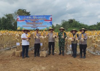 Polres Wonogiri Panen Raya Jagung, Dorong Ketahanan Pangan hingga Pertanian Ramah Lingkungan