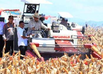 Prabowo Panen Raya Jagung di Tuban, Tegaskan Ketahanan Pangan Jadi Agenda Strategis Nasional