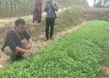 DKPP Bojonegoro Sebar Bibit Tembakau Bersertifikat, Kejar Target Tanam 16.000 Hektare pada 2026
