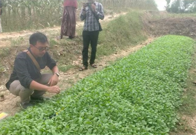 DKPP Bojonegoro Sebar Bibit Tembakau Bersertifikat, Kejar Target Tanam 16.000 Hektare pada 2026