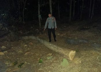 Pria 65 Tahun di Wonogiri Meninggal Diduga Terjatuh dari Pohon Jati Saat Menebang
