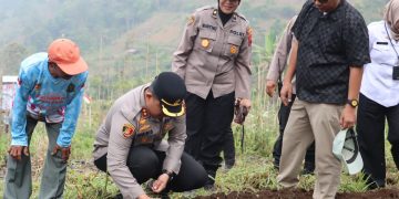 Petani Wonogiri Tanam Bawang Putih Serentak, Perkuat Ketahanan Pangan dan Ekonomi Desa