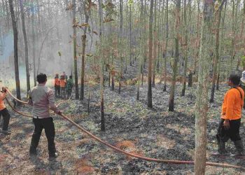 Polisi Padamkan Titik Api di Lahan Perhutani Wonogiri, 4 Hektare Terdampak