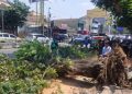 Dua Pengendara Motor Tewas Tertimpa Pohon Tumbang di Jalan Pandanaran Semarang