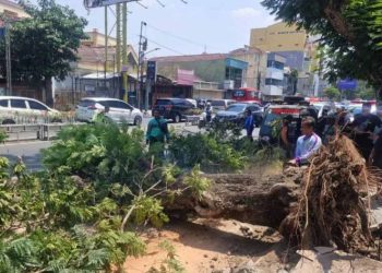 Dua Pengendara Motor Tewas Tertimpa Pohon Tumbang di Jalan Pandanaran Semarang