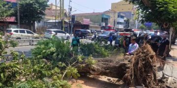 Dua Pengendara Motor Tewas Tertimpa Pohon Tumbang di Jalan Pandanaran Semarang