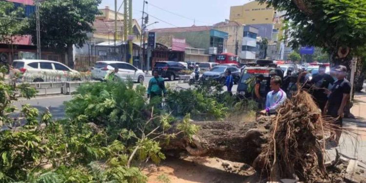 Dua Pengendara Motor Tewas Tertimpa Pohon Tumbang di Jalan Pandanaran Semarang