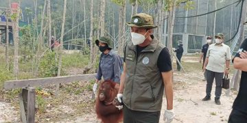 Menhut Perkuat Operasi Penyelamatan Orangutan Terdampak Karhutla di Kalteng