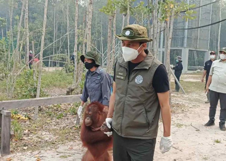 Menhut Perkuat Operasi Penyelamatan Orangutan Terdampak Karhutla di Kalteng