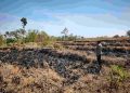 Lahan Tebu Seluas 1 Hektare Terbakar di Girimarto Wonogiri