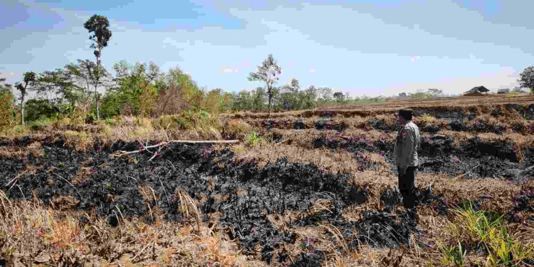 Lahan Tebu Seluas 1 Hektare Terbakar di Girimarto Wonogiri