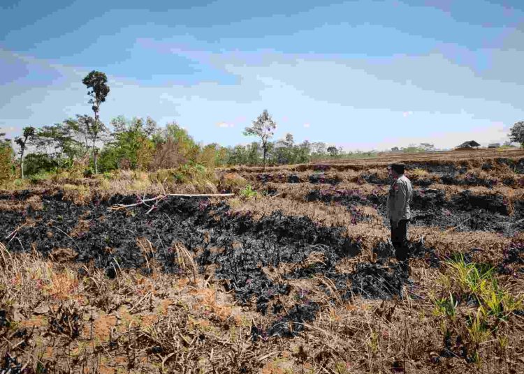 Lahan Tebu Seluas 1 Hektare Terbakar di Girimarto Wonogiri