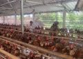 Kandang Ayam Petelur di Ngawi Menuai Protes, DPMPTSP Ungkap Izin Belum Lengkap