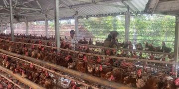 Kandang Ayam Petelur di Ngawi Menuai Protes, DPMPTSP Ungkap Izin Belum Lengkap