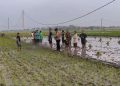 Dua Perempuan di Bojonegoro Tewas Tersengat Jebakan Tikus Listrik di Sawah