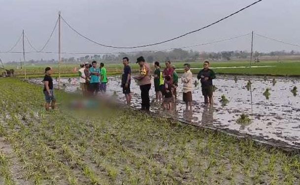 Dua Perempuan di Bojonegoro Tewas Tersengat Jebakan Tikus Listrik di Sawah