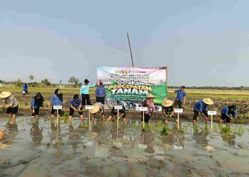 Polsek Jiwan Dukung Ketahanan Pangan, Gerakan Tanam Padi Serentak Digelar di Kincang Wetan